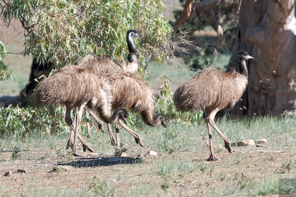 AustraliaAdelaide 10  161